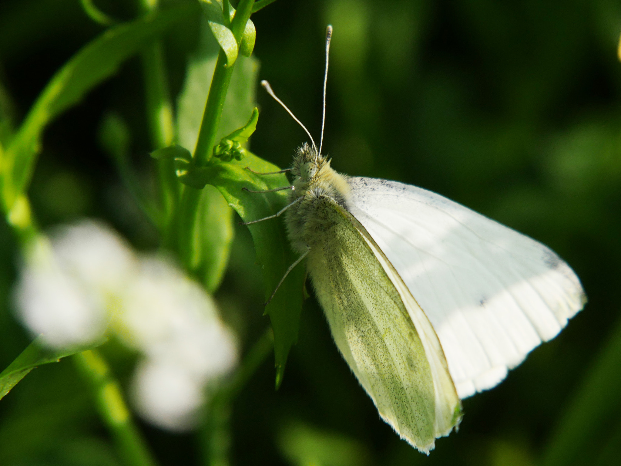 Panasonic Lumix DMC-GX8 sample photo. First butterfly photography