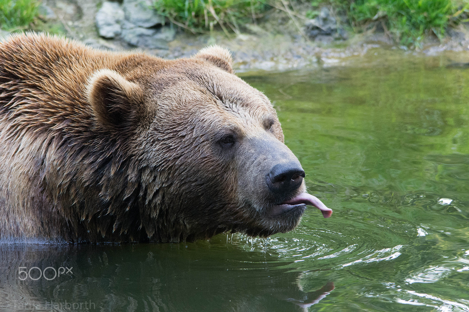 Sigma 150-500mm F5-6.3 DG OS HSM sample photo. Brown bear photography