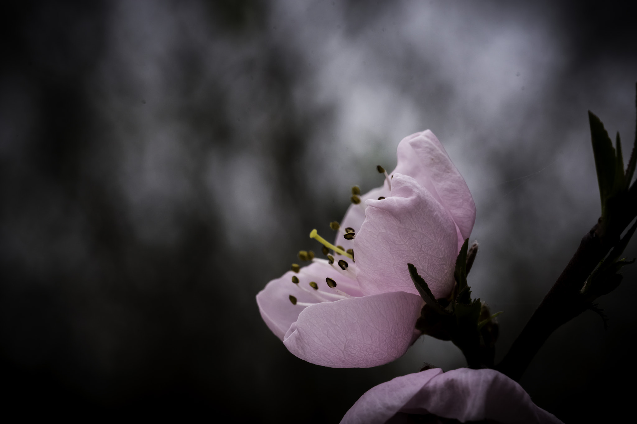 Sigma 105mm F2.8 EX DG OS HSM sample photo. The beginning of flowering photography