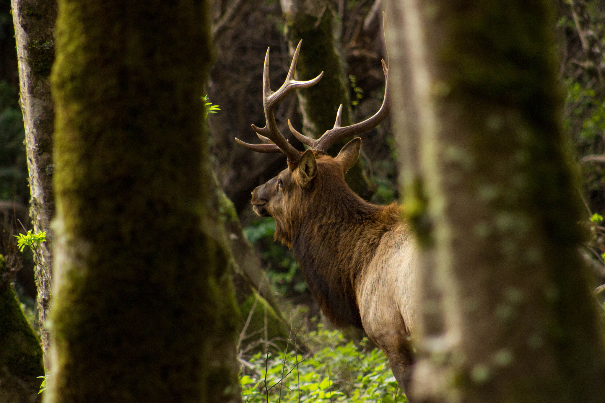 Canon EOS 600D (Rebel EOS T3i / EOS Kiss X5) + EF75-300mm f/4-5.6 sample photo. Bull elk on the lost coast photography