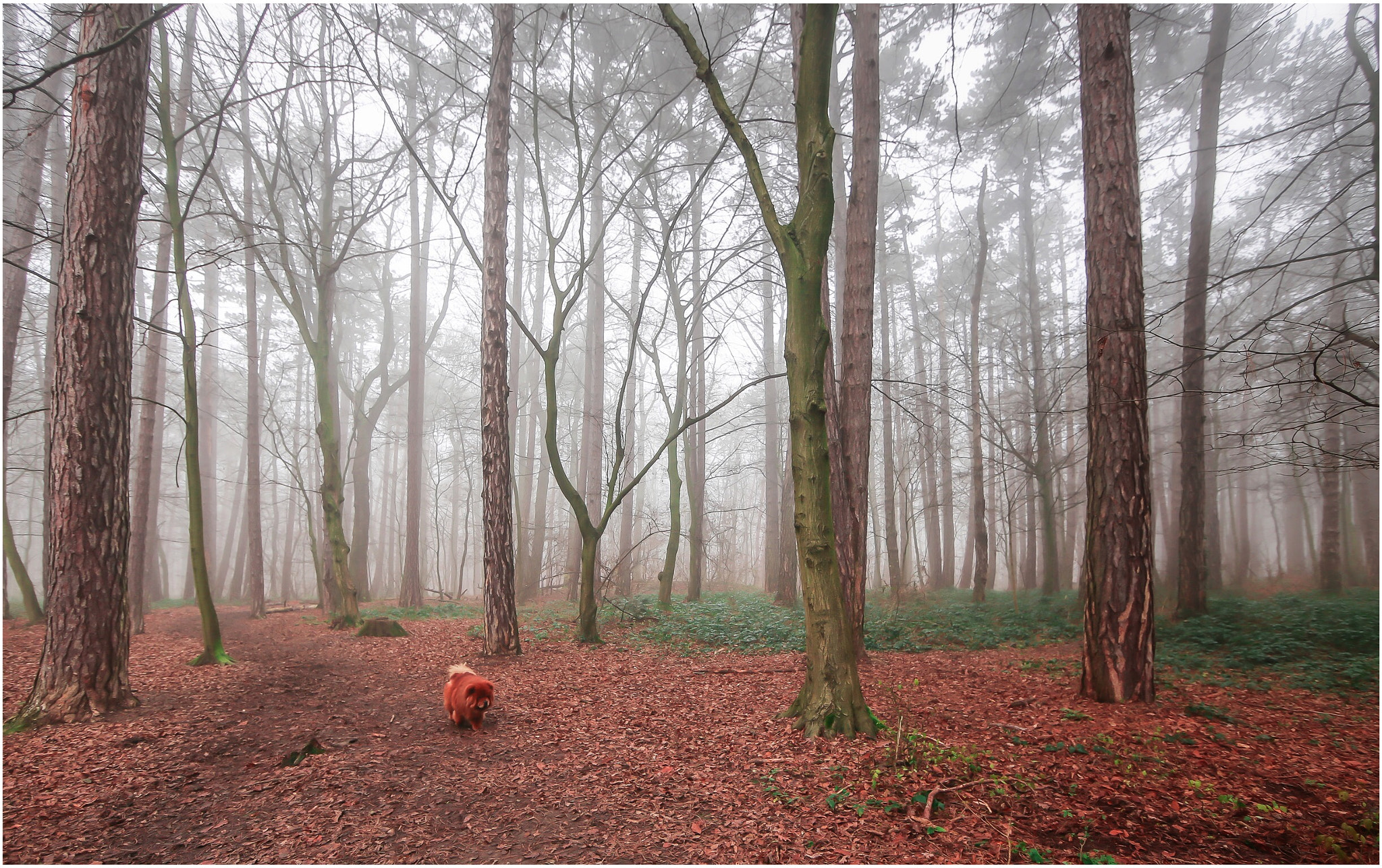 Canon EF 14mm F2.8L II USM sample photo. Chow-chow photography