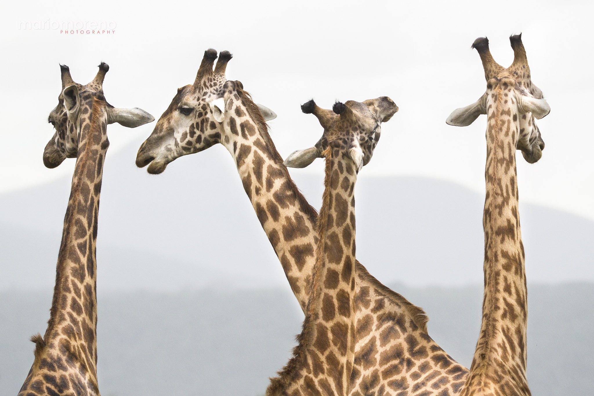 Canon EF 200-400mm F4L IS USM Extender 1.4x sample photo. Long necks photography
