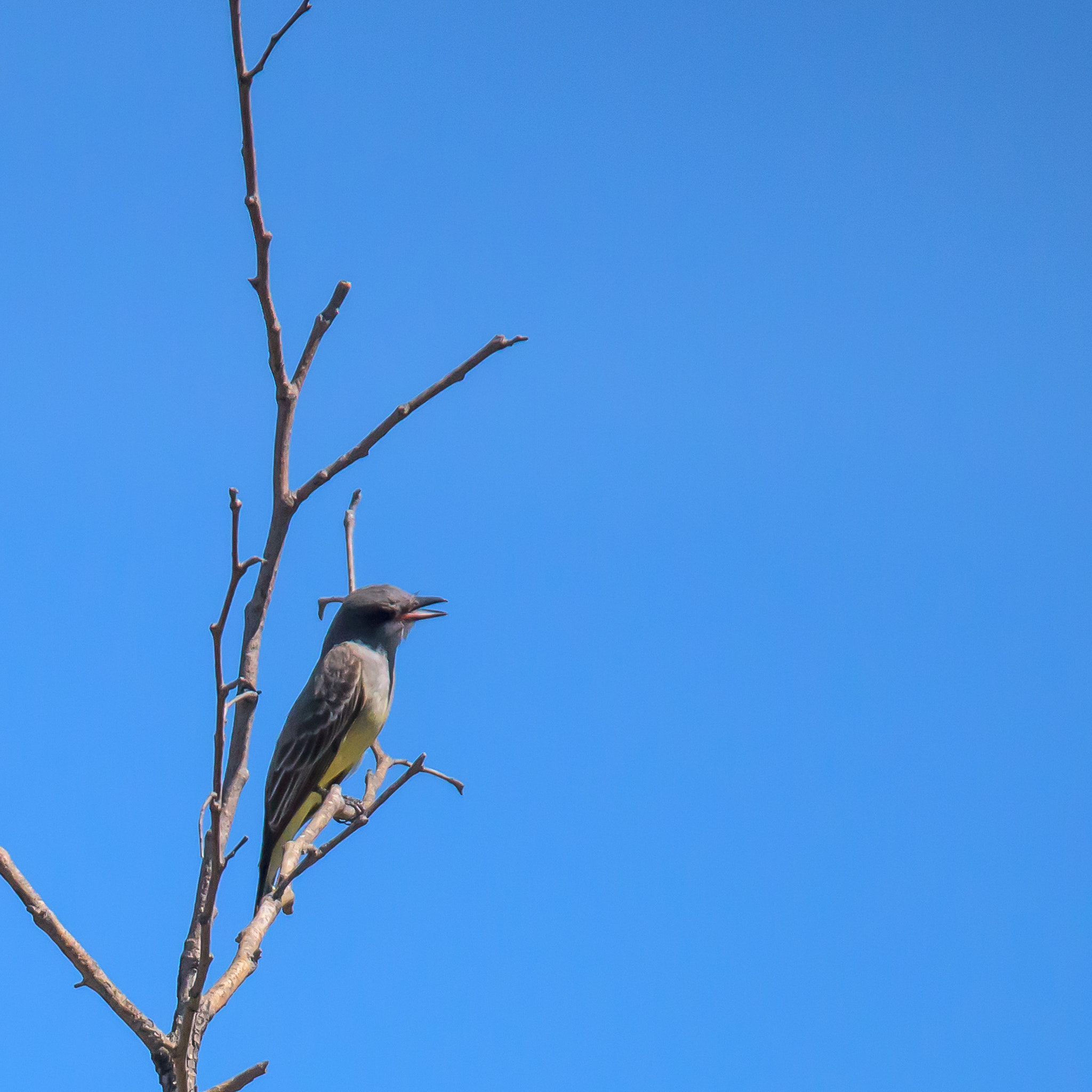 Nikon D810 sample photo. Western kingbird photography