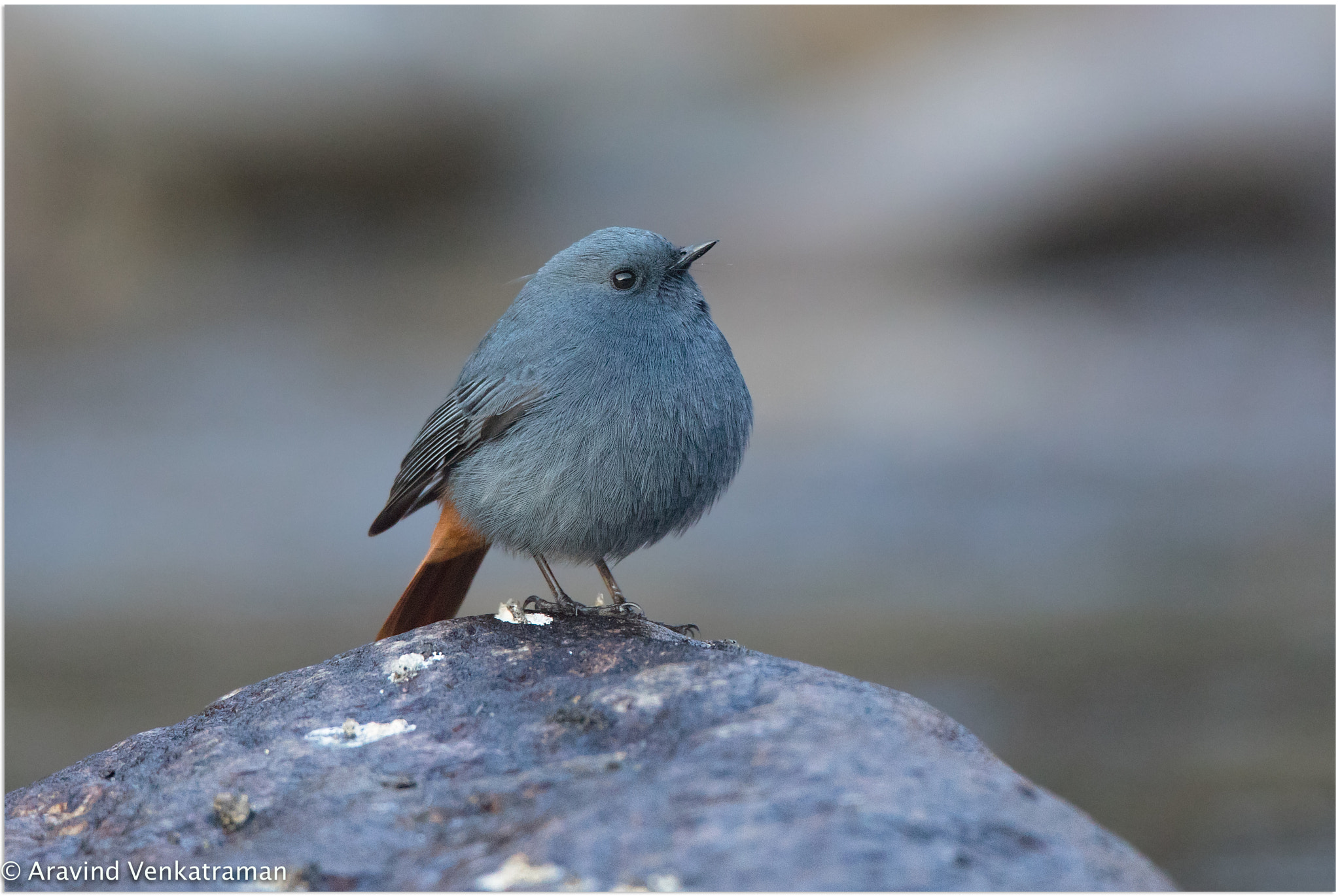 Canon EF 500mm F4L IS USM sample photo. Plumbeous water redstart photography