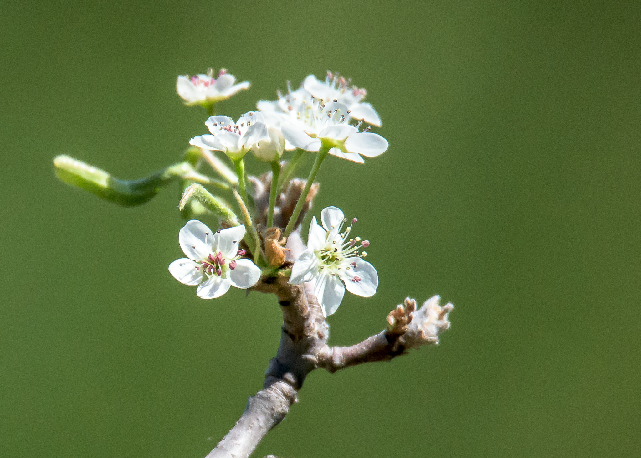 Nikon D810 sample photo. Spring has sprung photography