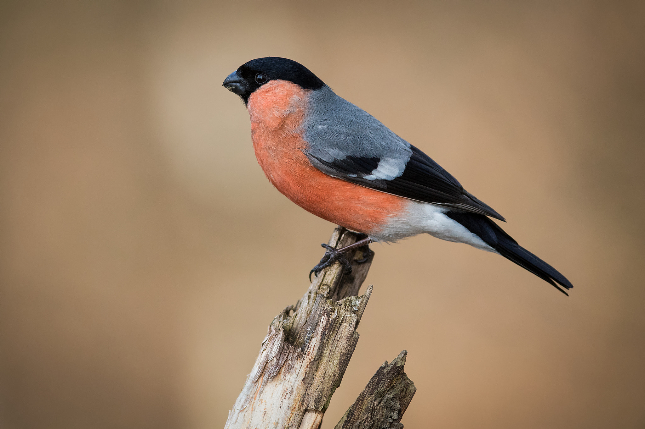 Nikon D500 + Nikon AF-S Nikkor 300mm F4D ED-IF sample photo. Bullfinch photography