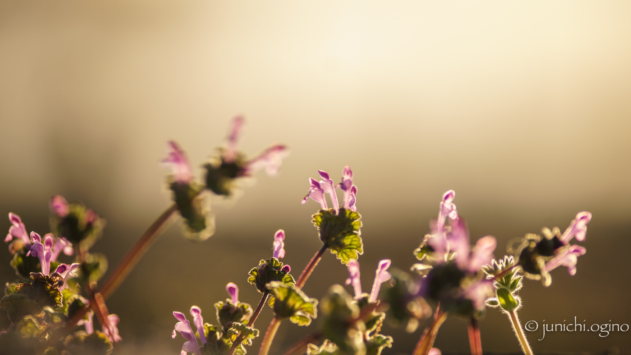 Sony a99 II + Minolta AF 200mm F2.8 HS-APO G sample photo. Pray photography