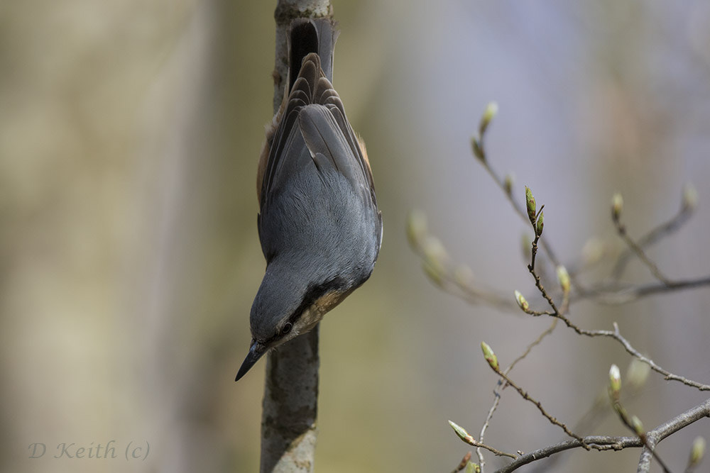 Canon EF 500mm F4L IS II USM sample photo. Mommenhelm photography