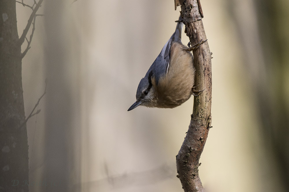 Canon EOS 7D Mark II + Canon EF 500mm F4L IS II USM sample photo. Mommenhelm photography