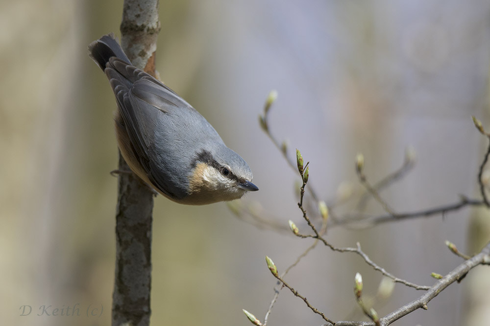 Canon EF 500mm F4L IS II USM sample photo. Mommenhelm photography