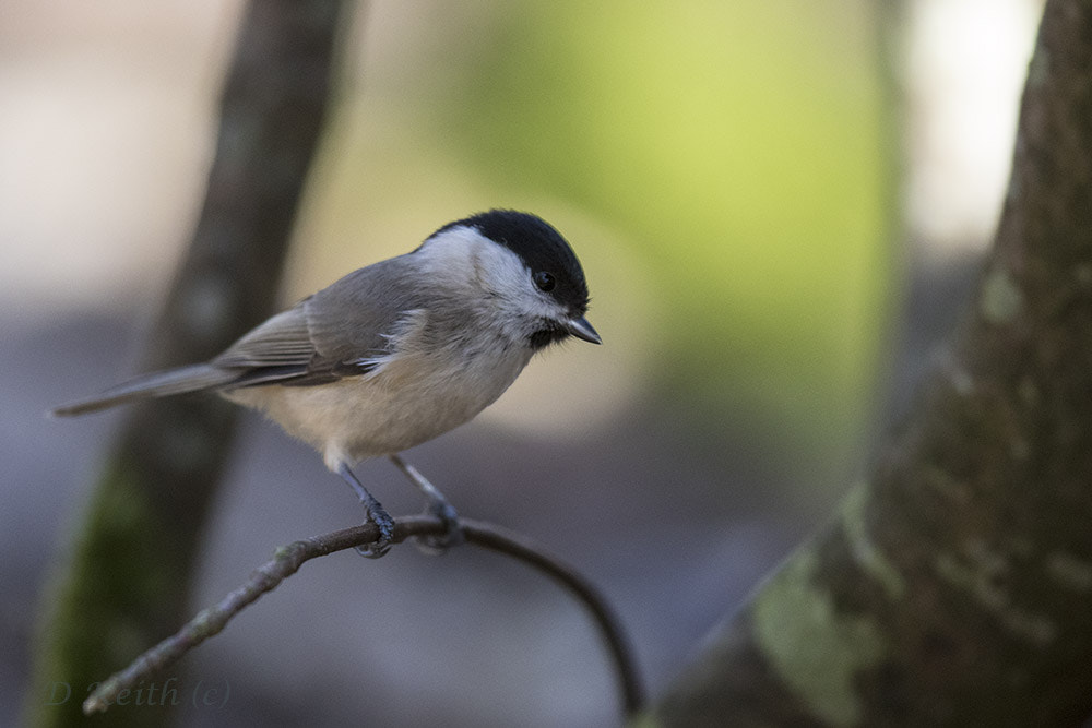 Canon EOS 7D Mark II + Canon EF 500mm F4L IS II USM sample photo. Mommenhelm photography