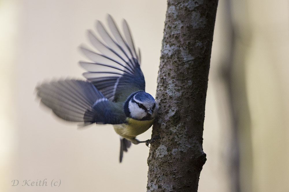 Canon EF 500mm F4L IS II USM sample photo. Mommenhelm photography