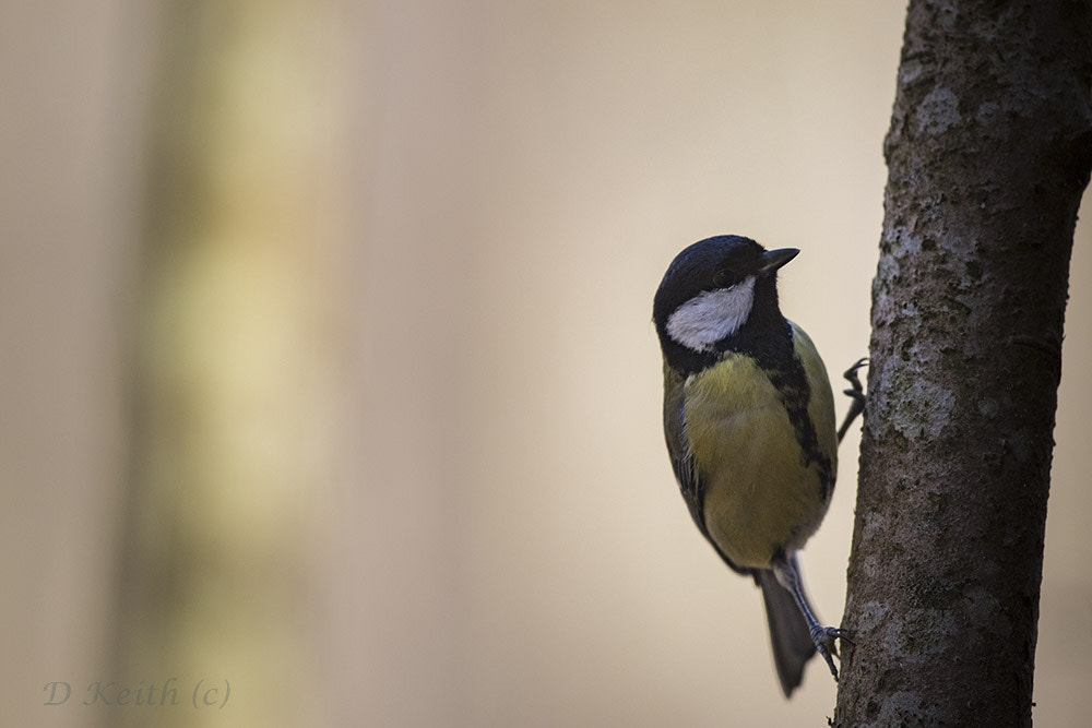 Canon EF 500mm F4L IS II USM sample photo. Mommenhelm photography