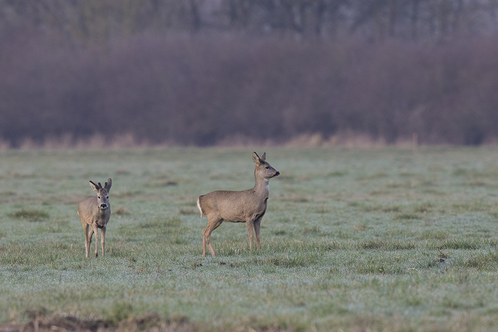 Canon EF 500mm F4L IS II USM sample photo. Mommenhelm photography
