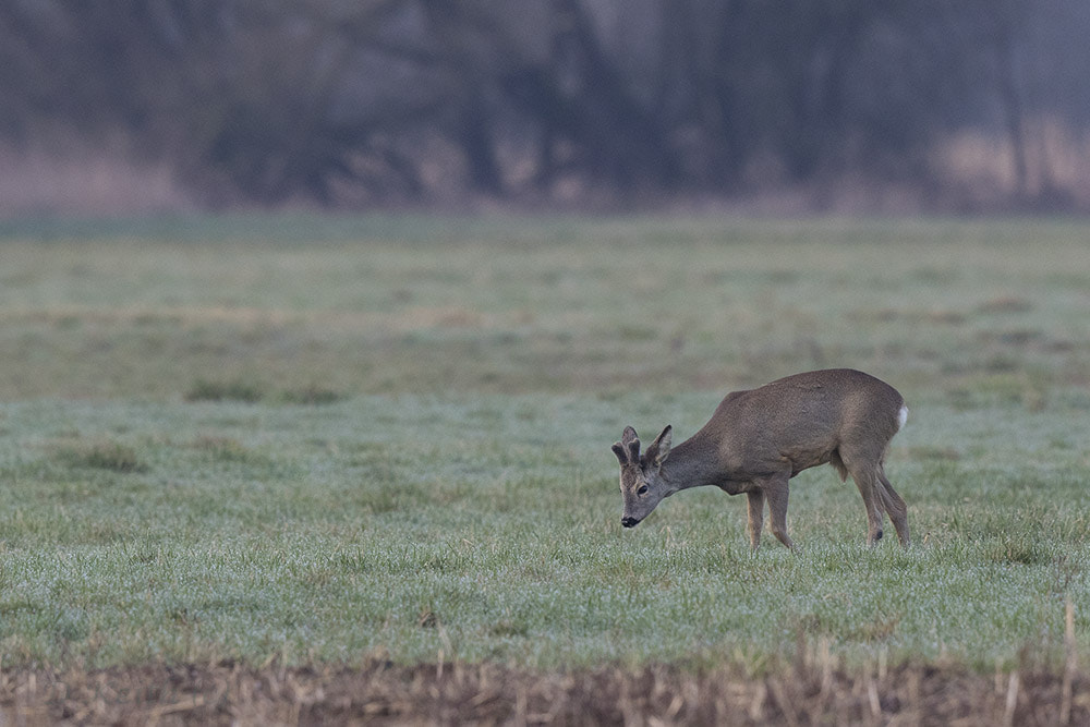 Canon EF 500mm F4L IS II USM sample photo. Mommenhelm photography