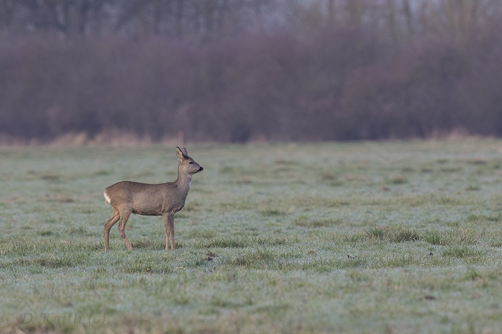 Canon EF 500mm F4L IS II USM sample photo. Mommenhelm photography