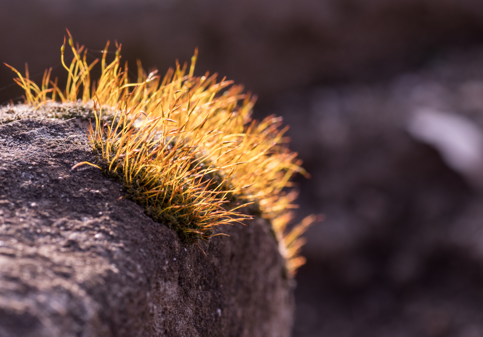 Canon EOS 80D + Tamron SP AF 90mm F2.8 Di Macro sample photo. Moss? photography