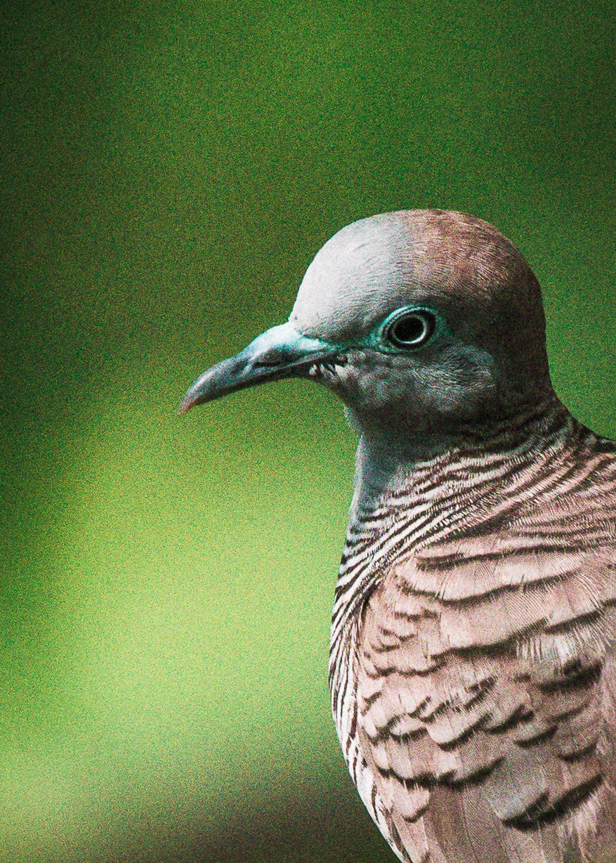 Nikon Nikkor AF-S 300mm F4E PF ED VR sample photo. Portrait of a merbuk photography