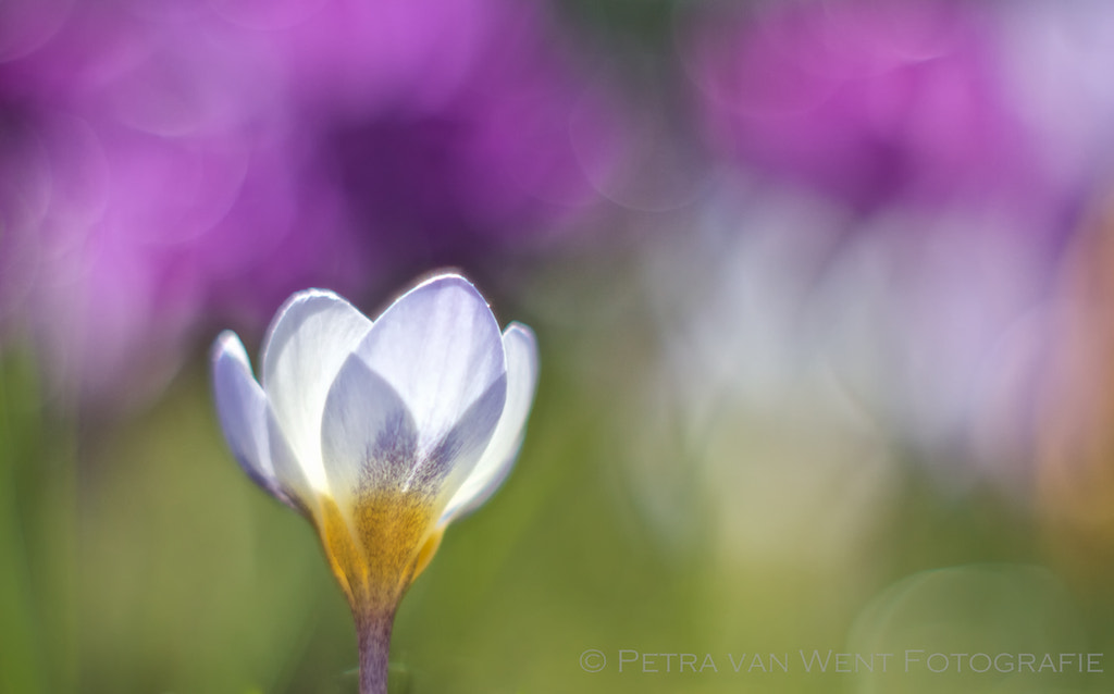 Canon EF 35-80mm f/4-5.6 sample photo. Sunbath ii photography