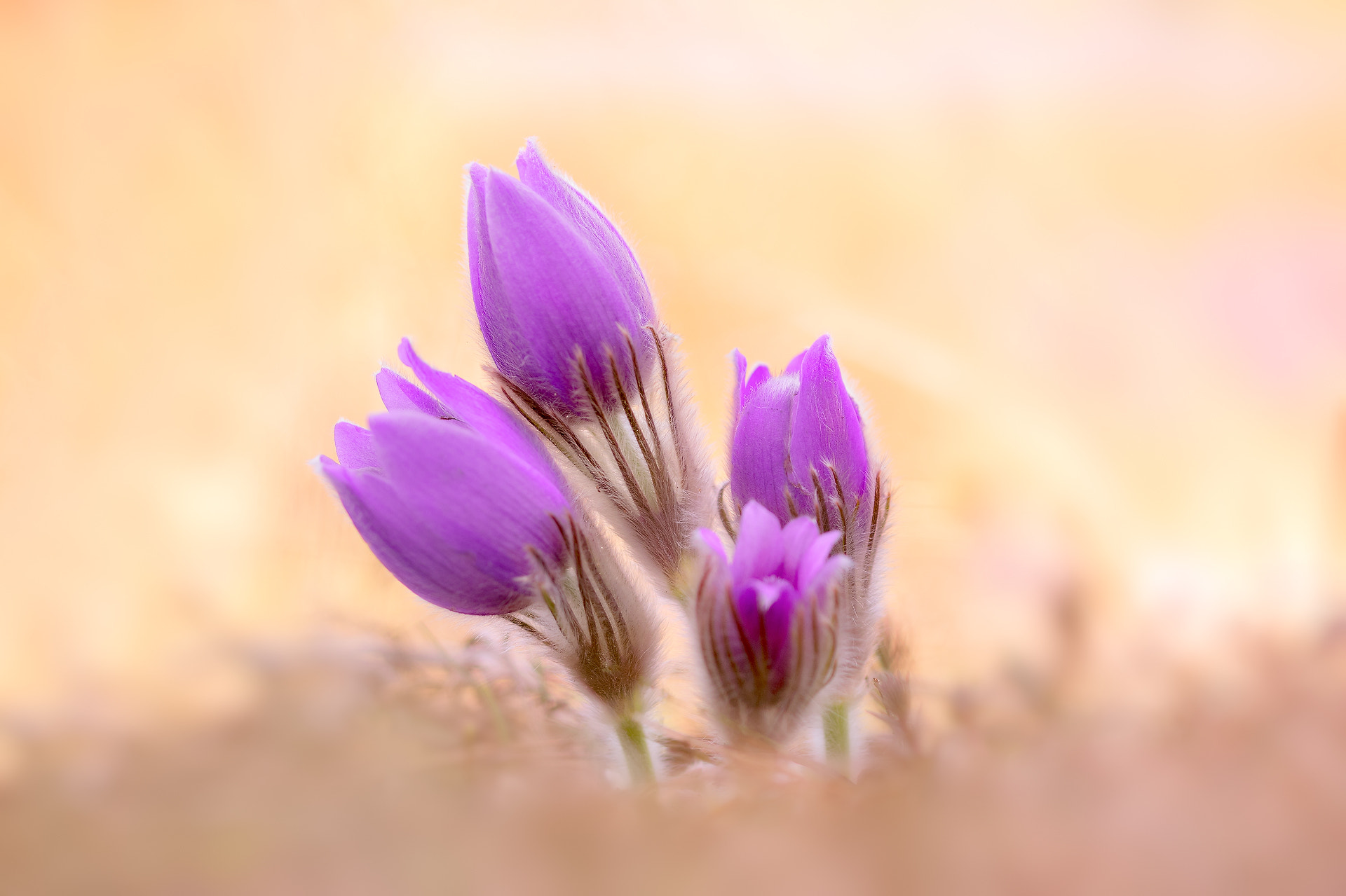 Sigma 105mm F2.8 EX DG OS HSM sample photo. Gestern bei den kuhschellen photography