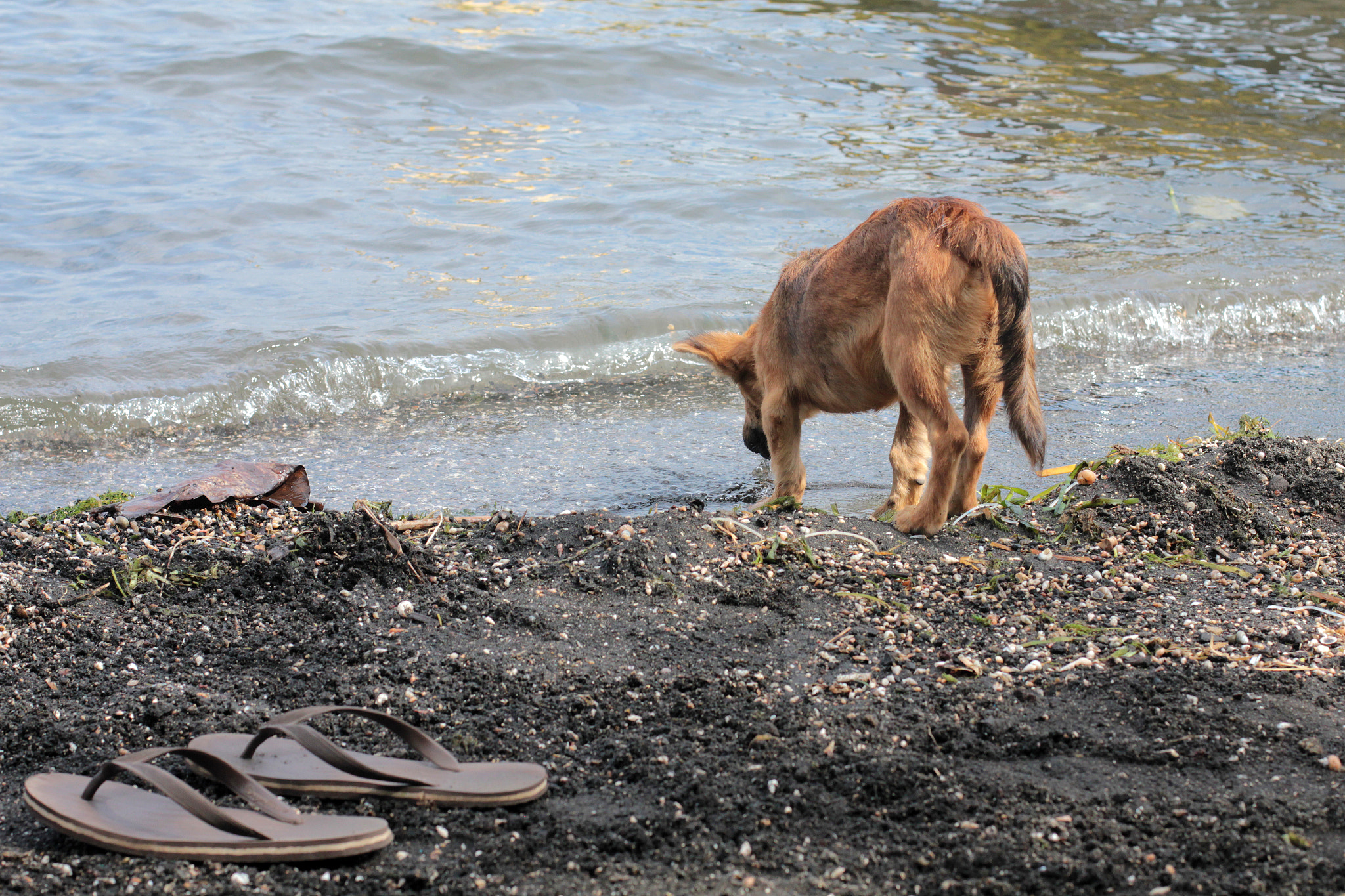 Canon EOS 550D (EOS Rebel T2i / EOS Kiss X4) sample photo. Flip flap photography