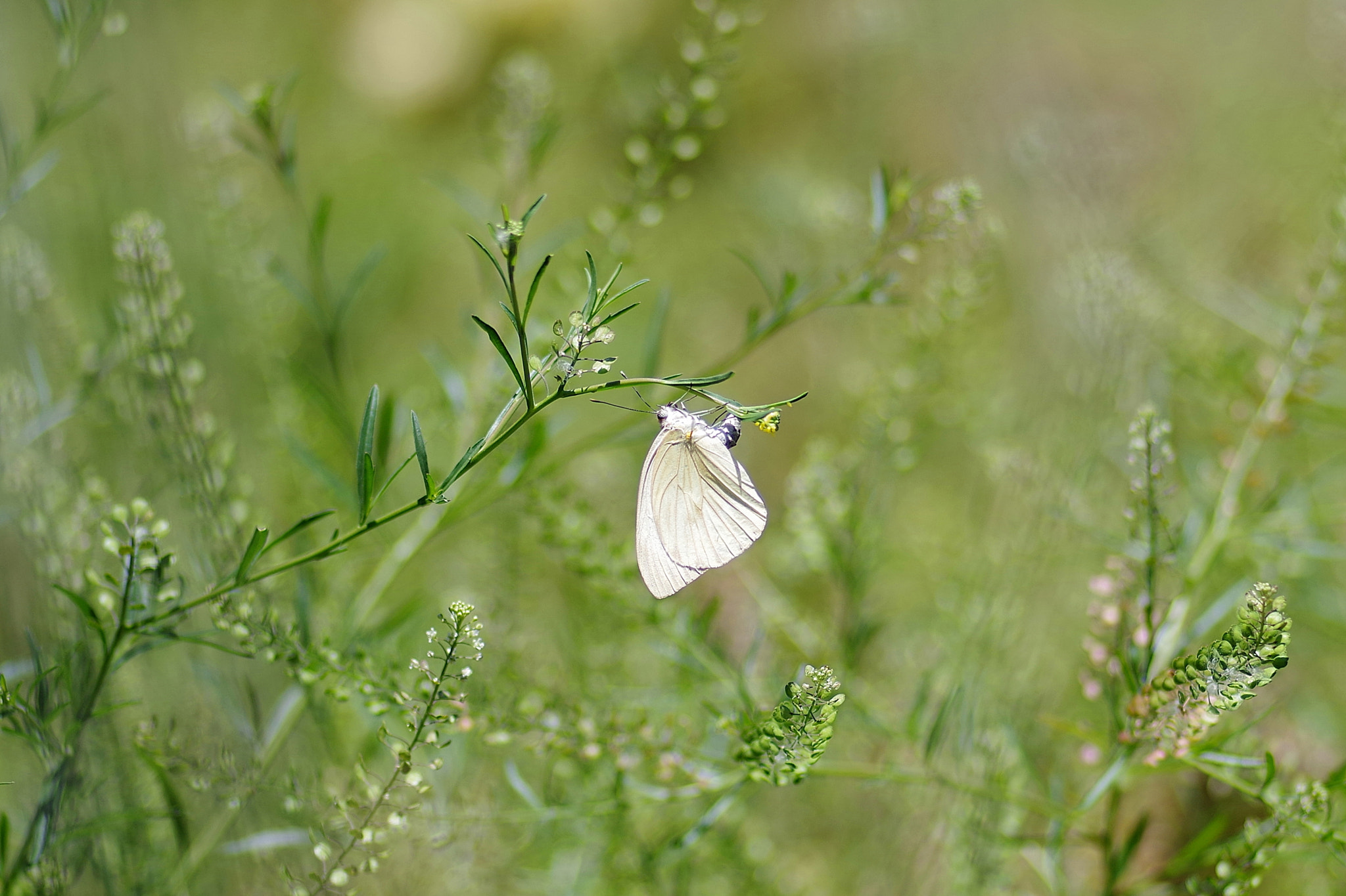 Pentax smc D-FA 100mm F2.8 Macro WR sample photo. Ovipositing photography