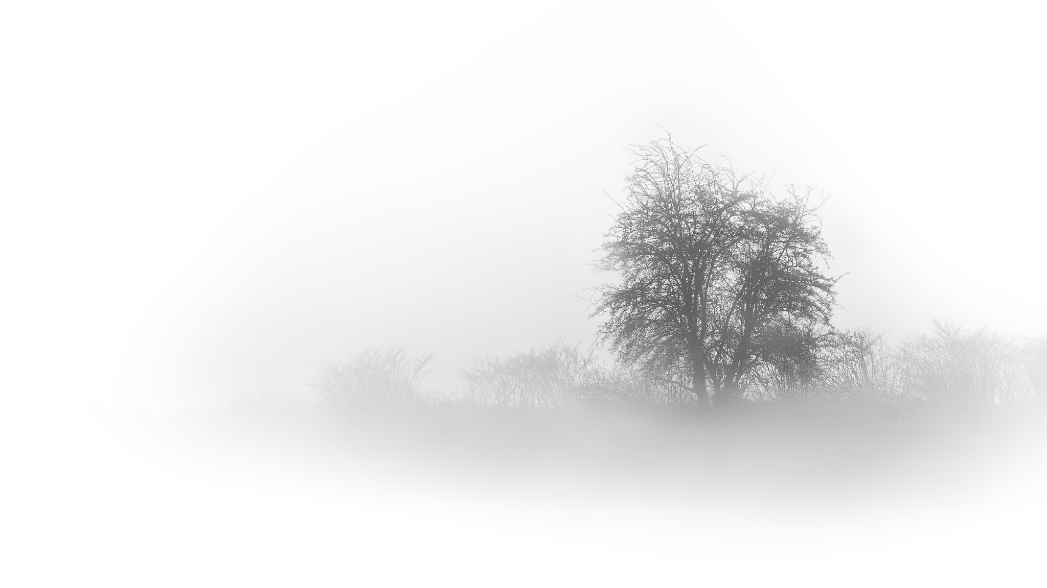 Canon EOS 6D + EF75-300mm f/4-5.6 sample photo. The fog and the tree photography