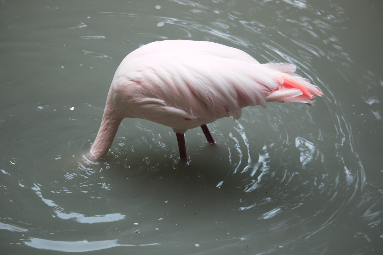 Canon EF-S 55-250mm F4-5.6 IS STM sample photo. Flamingo photography