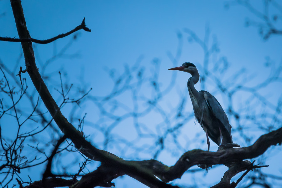 Sigma 120-400mm F4.5-5.6 DG OS HSM sample photo. Grey heron photography