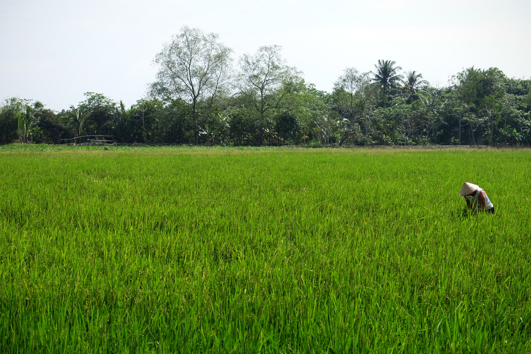 Fujifilm X-T10 + Fujifilm XF 18-135mm F3.5-5.6 R LM OIS WR sample photo. Paddy field photography