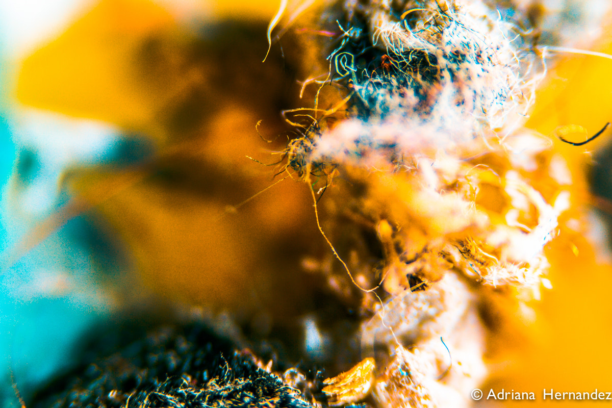 Canon EF-S 60mm F2.8 Macro USM sample photo. Tiny piece of garbage photography