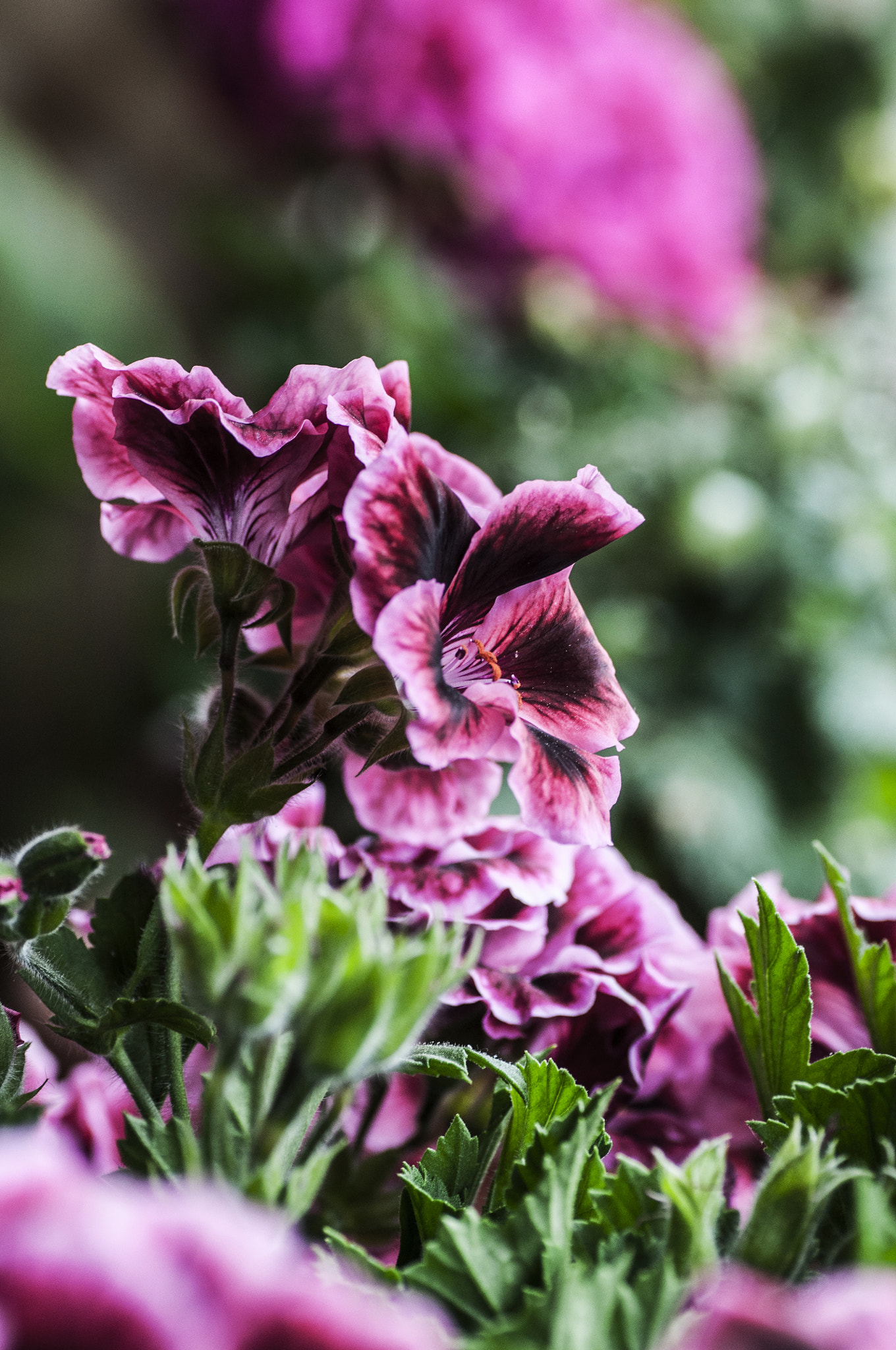 Nikon D5000 sample photo. Primavera photography