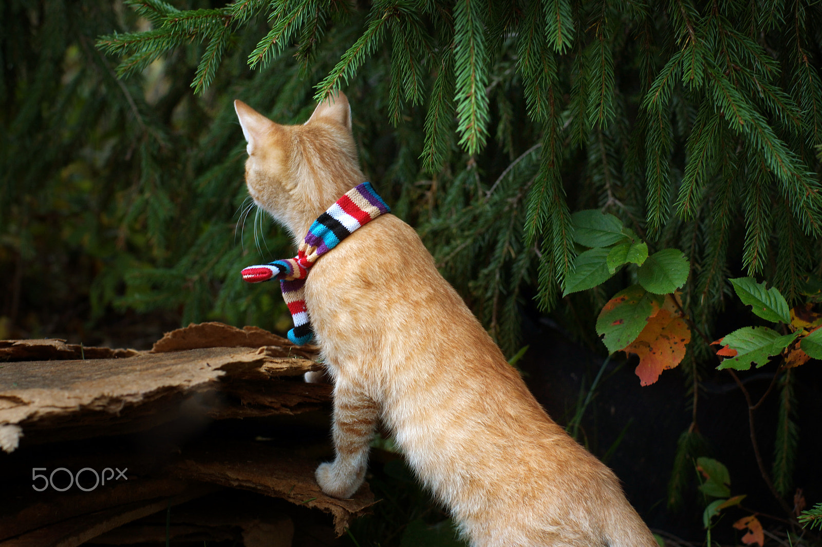 Sony SLT-A65 (SLT-A65V) + Minolta AF 50mm F1.4 [New] sample photo. Red-haired kitten in striped scarf under the tree, looking into the distance, standing on hind legs photography