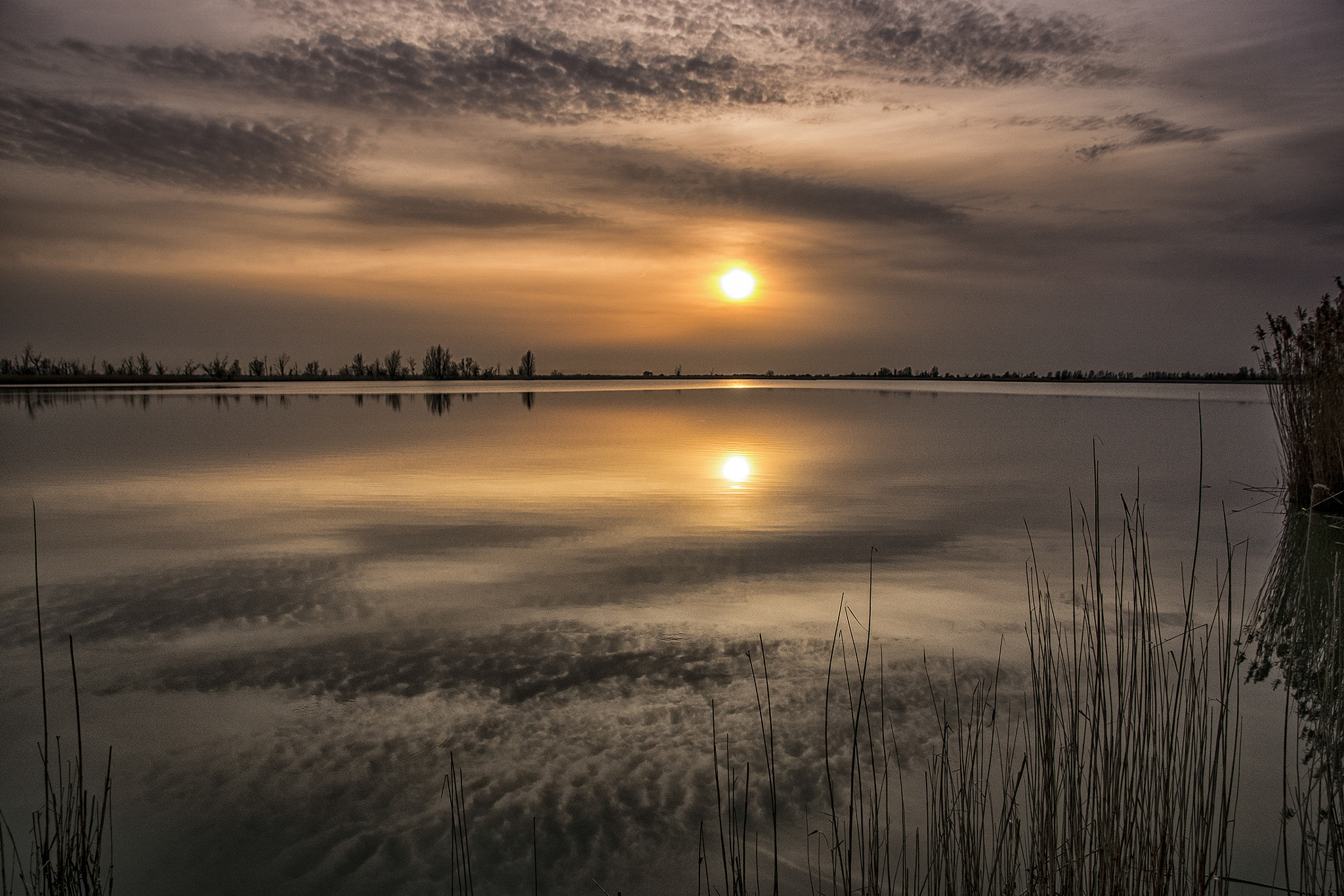 Sony ILCA-77M2 sample photo. Oostvaardersplassen photography