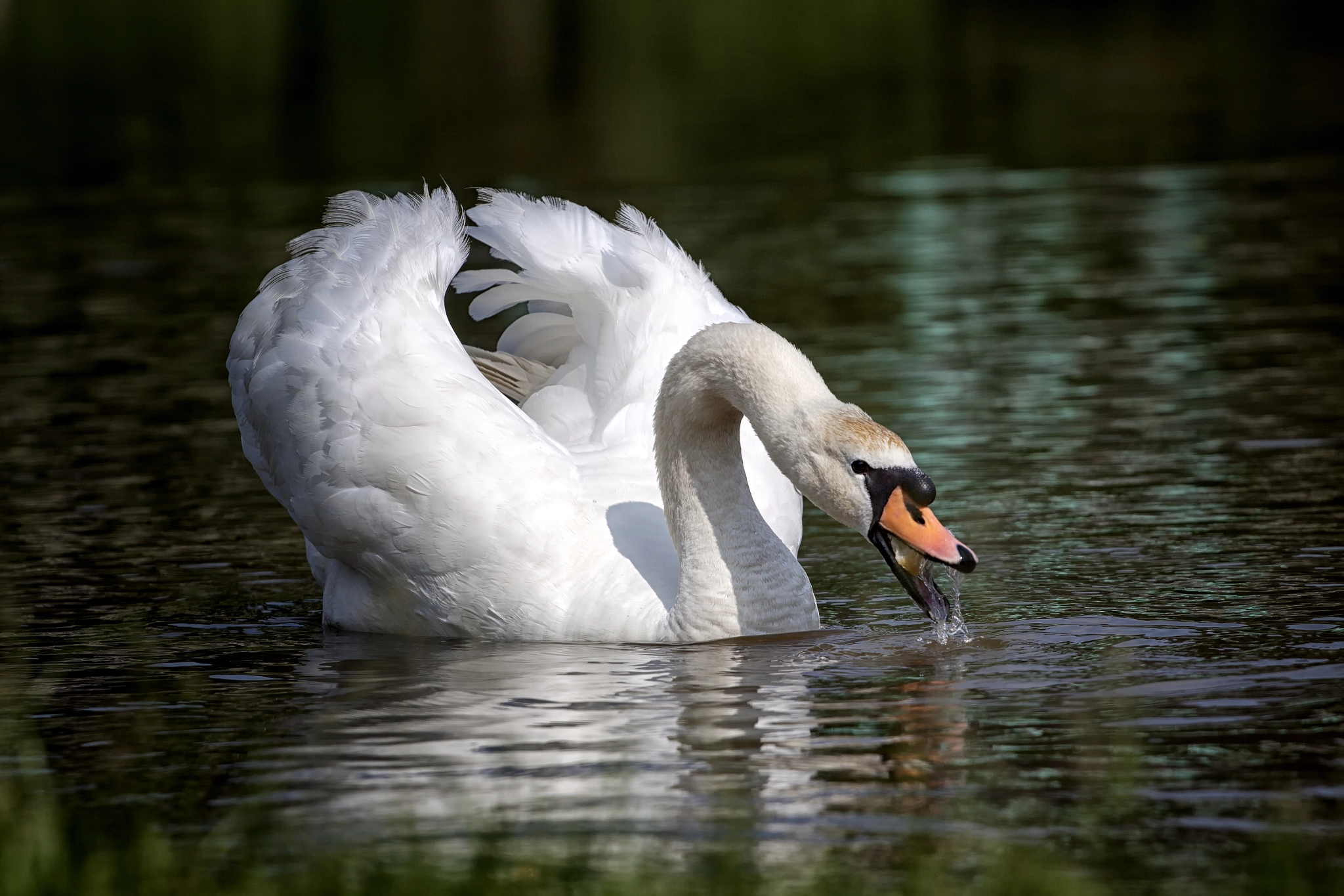 Canon EOS 50D + Canon EF 70-200mm F4L USM sample photo. Swan photography