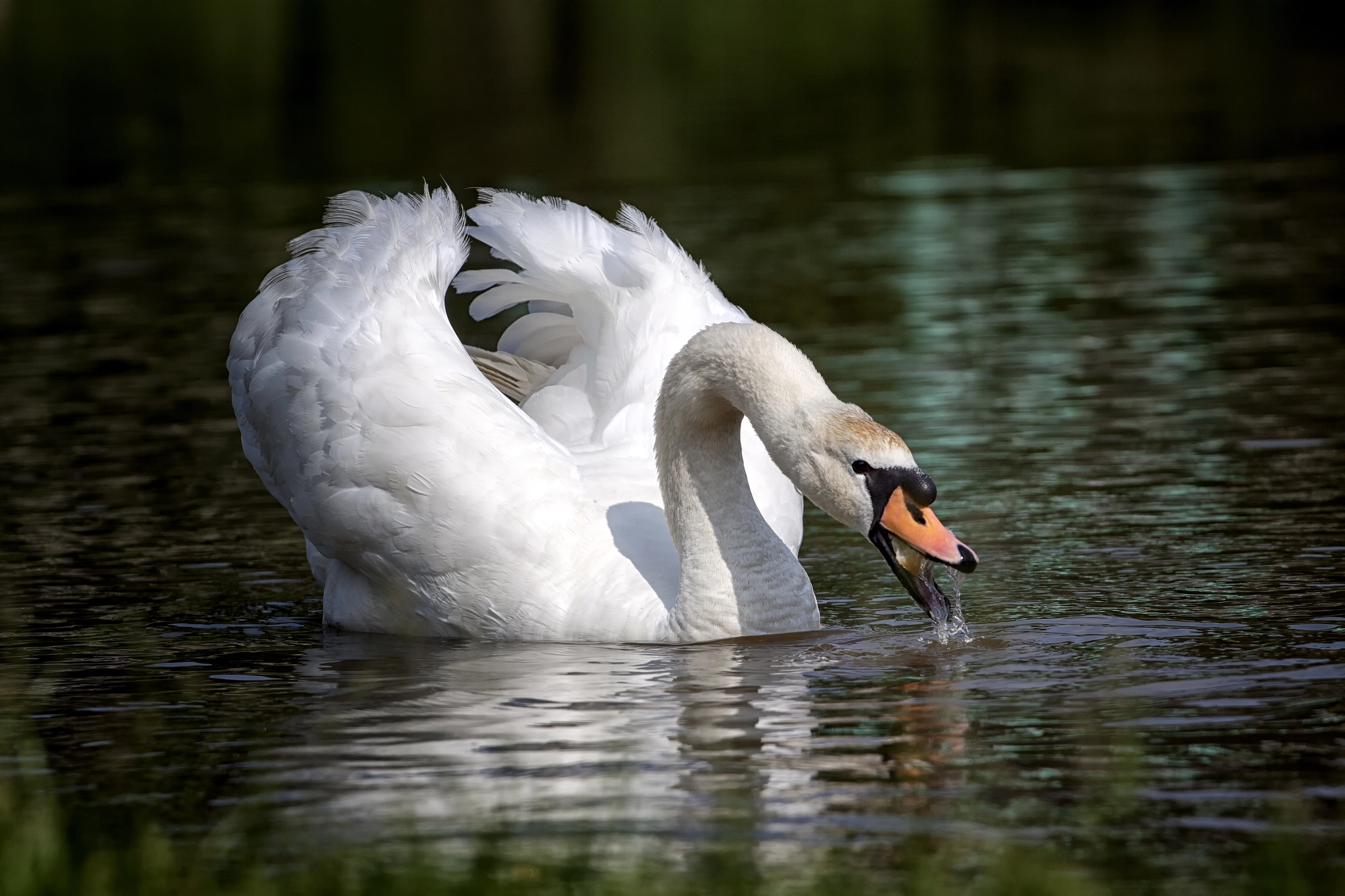 Canon EOS 50D sample photo. Swan photography