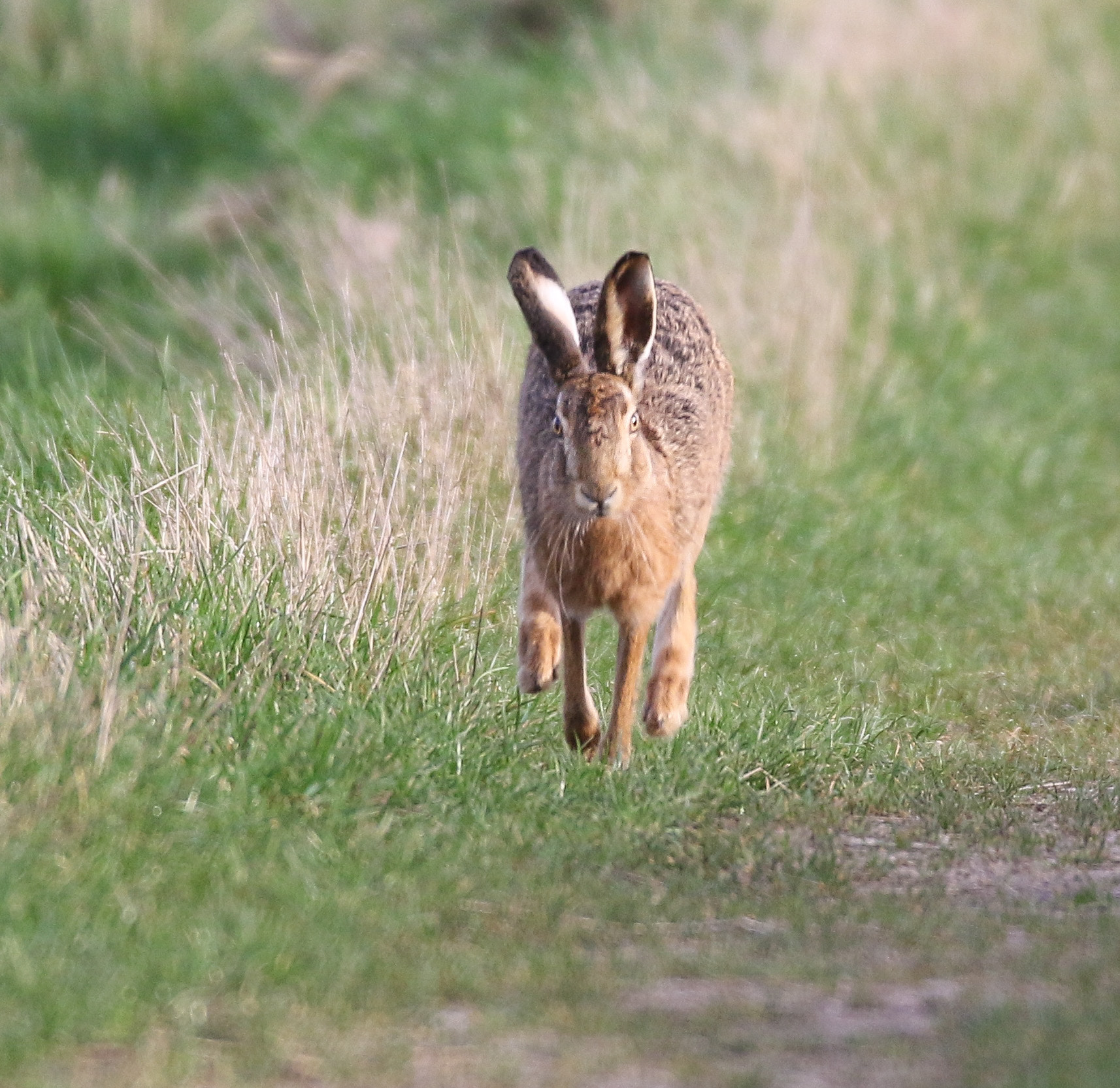 150-600mm F5-6.3 DG OS HSM | Sports 014 sample photo. Brown hare photography