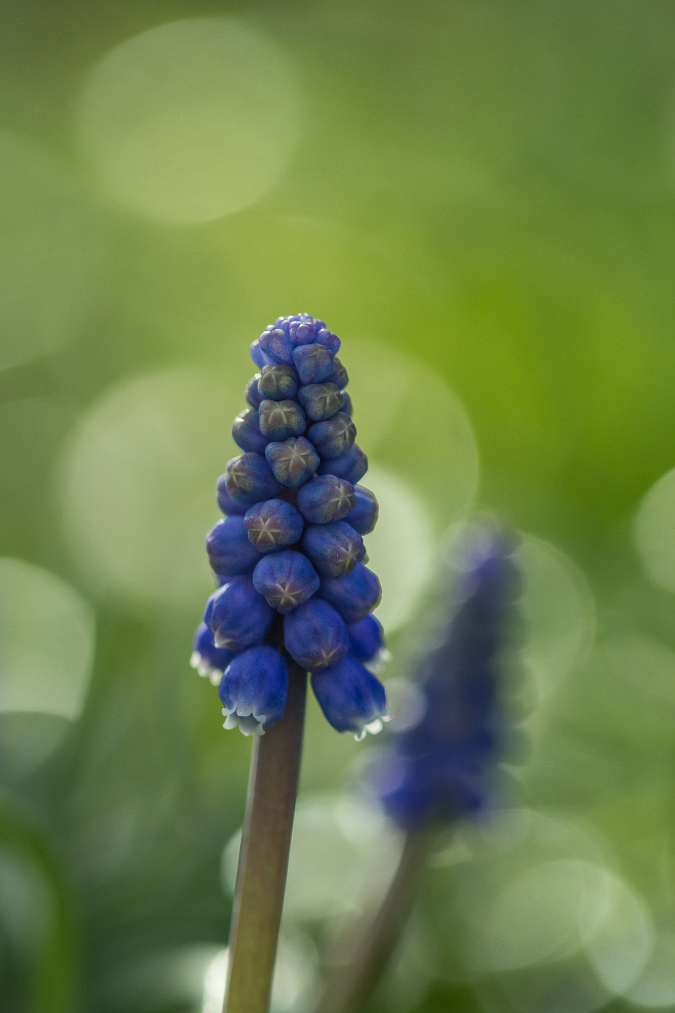 Canon EF 100mm F2.8 Macro USM sample photo. Flower in bokeh photography