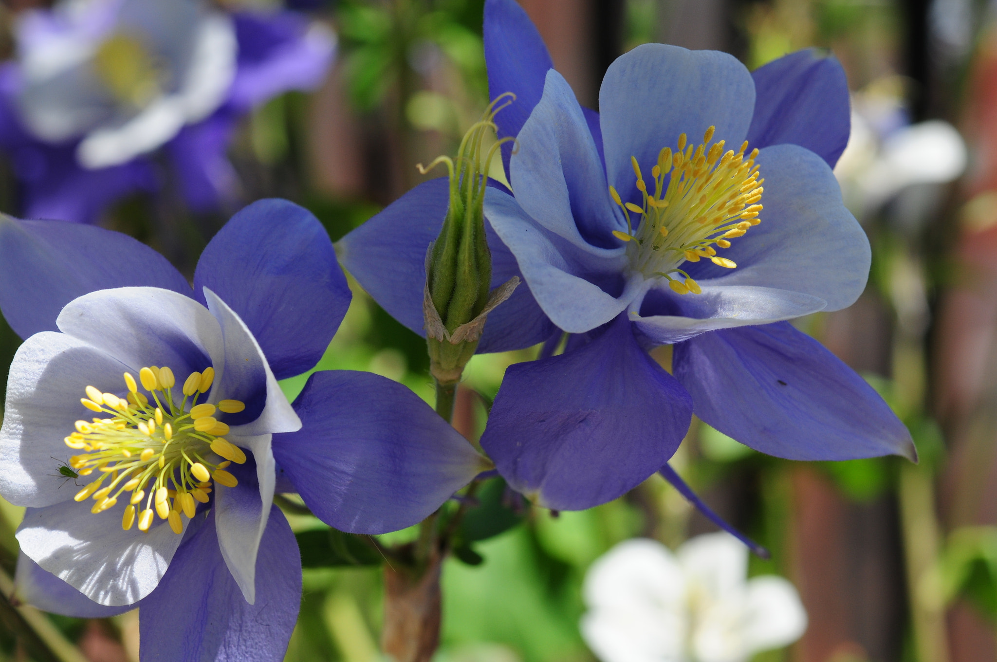 Nikon D300S + Nikon AF-S Micro-Nikkor 60mm F2.8G ED sample photo. Columbine photography