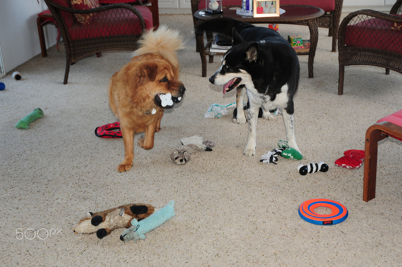 Nikon D300S sample photo. Playtime photography