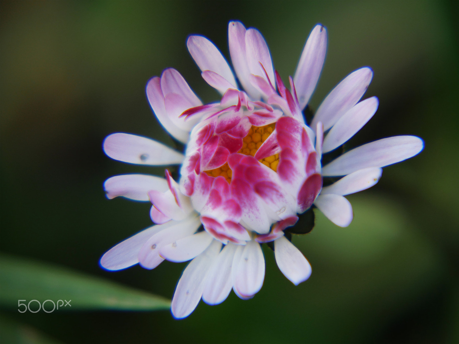 Panasonic Lumix DMC-GX8 sample photo. Nice paquerette photography