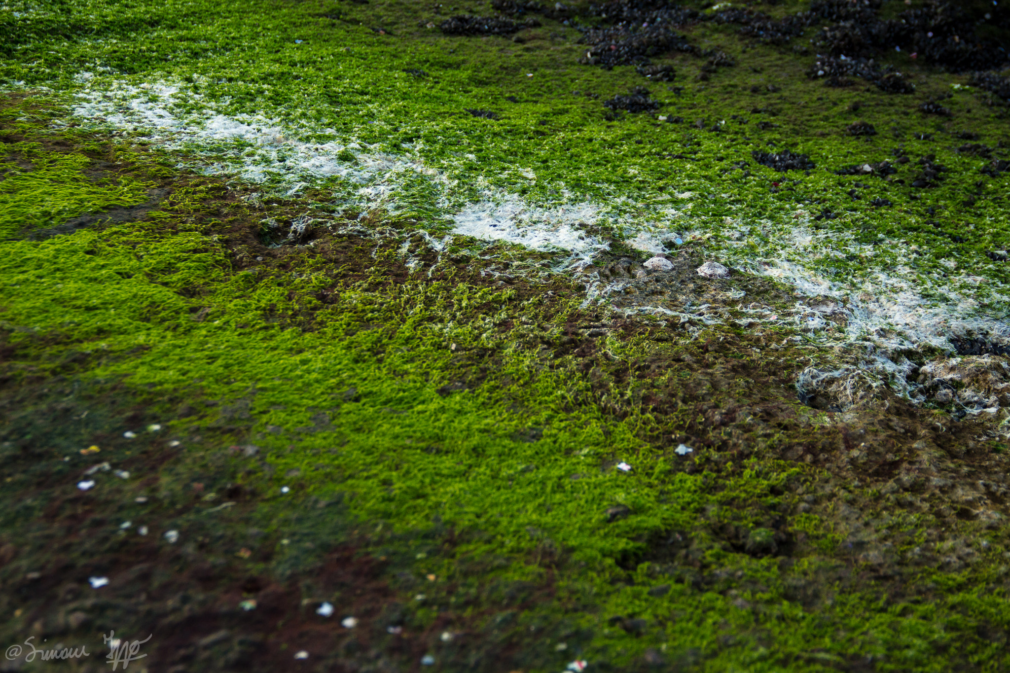 Canon EF-S 18-135mm F3.5-5.6 IS sample photo. Green life photography