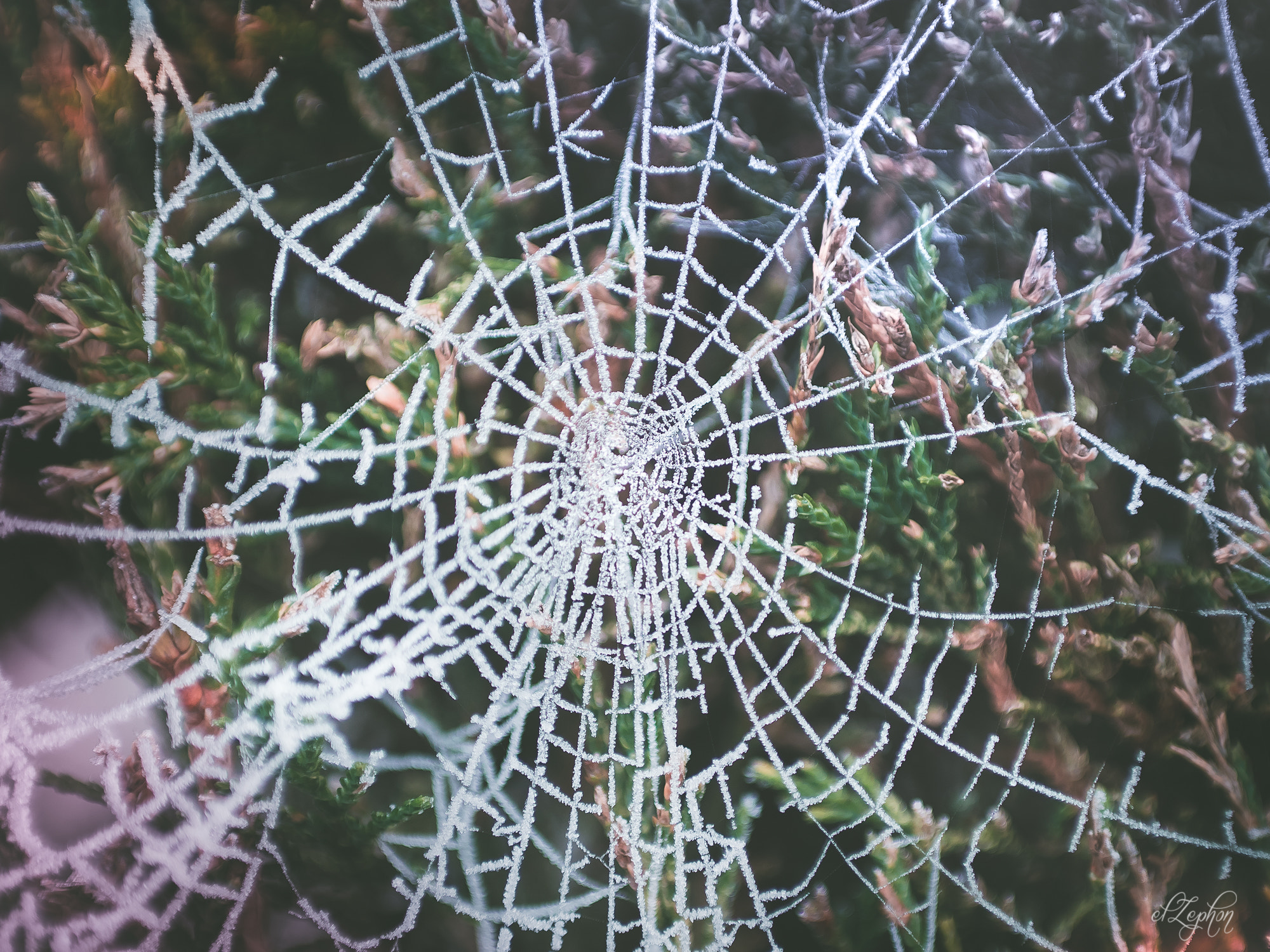 Olympus OM-D E-M5 II + Olympus M.Zuiko Digital 45mm F1.8 sample photo. Ice web photography