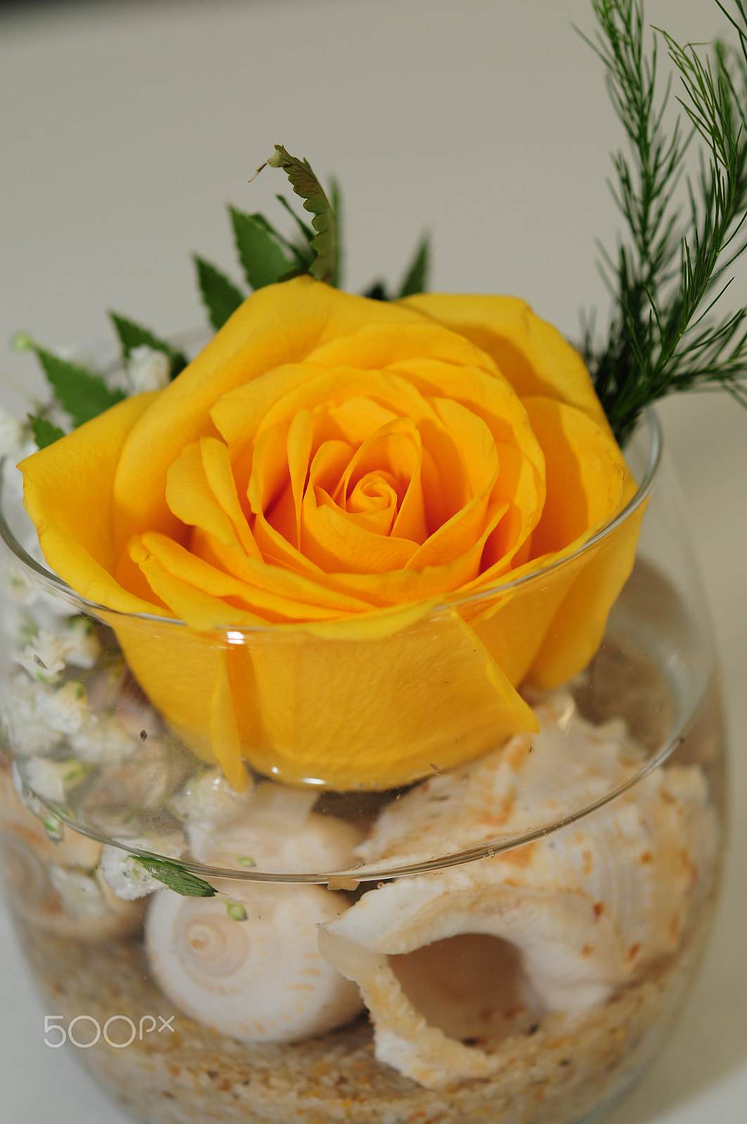 Nikon D300S sample photo. Yellow rose photography