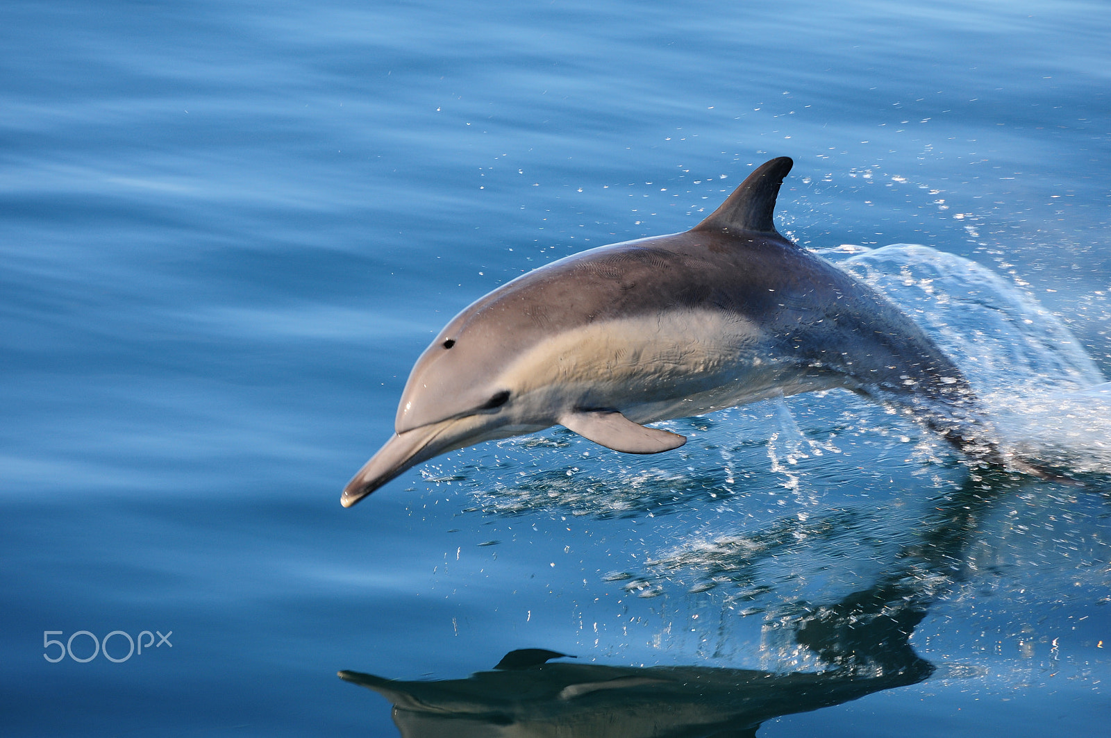 Nikon D300S sample photo. Bottlenose photography