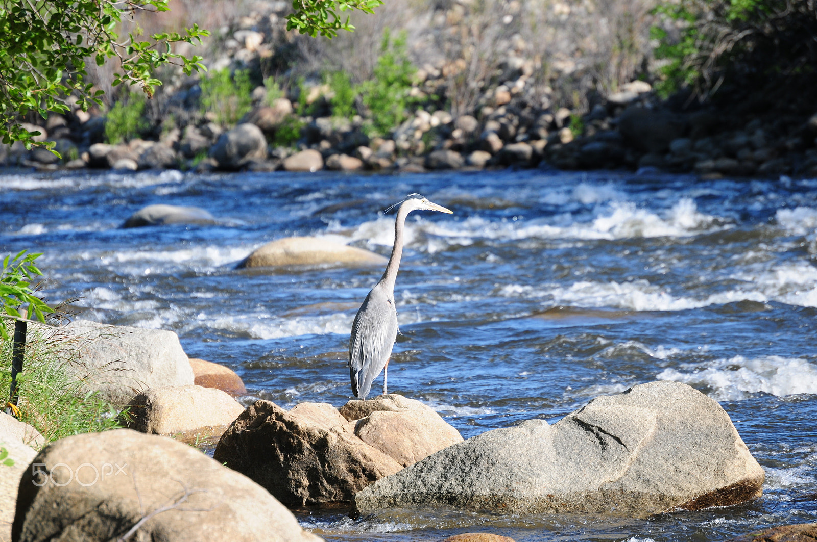 Nikon D300S sample photo. Blue heron photography