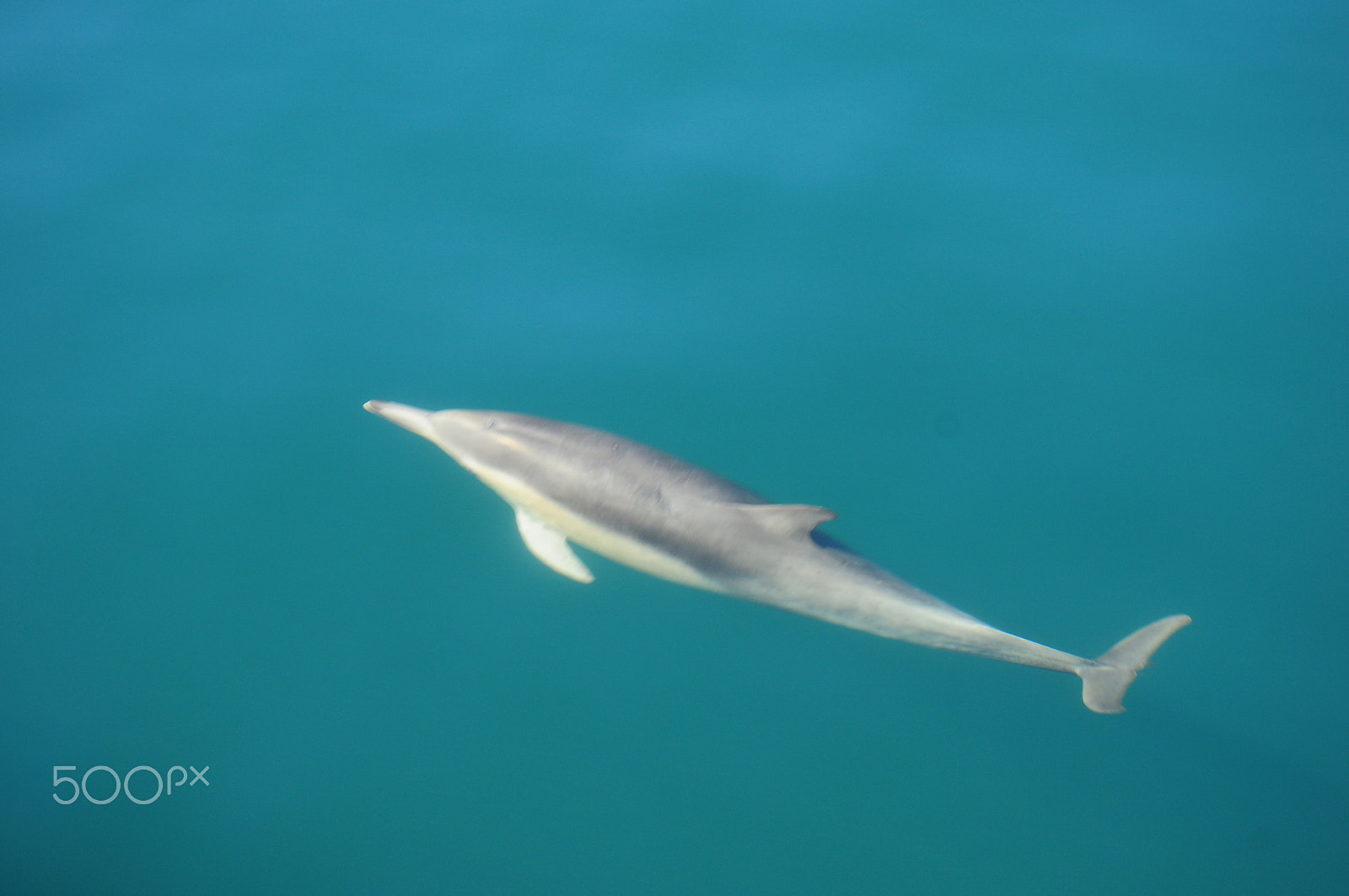 Nikon D300S sample photo. Spinner dolphin photography