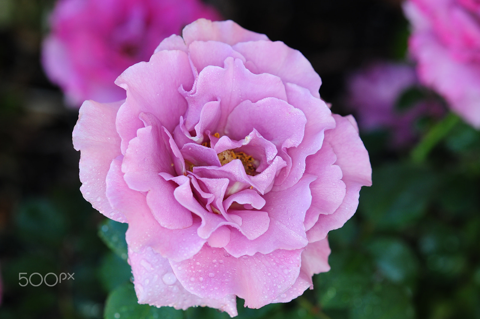 Nikon AF-S Micro-Nikkor 60mm F2.8G ED sample photo. Lavendar rose photography