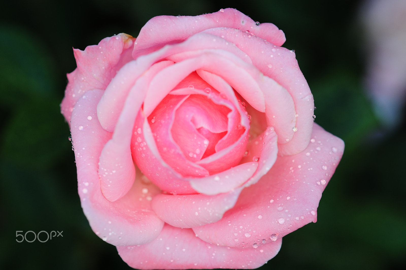 Nikon AF-S Micro-Nikkor 60mm F2.8G ED sample photo. Pink rose photography