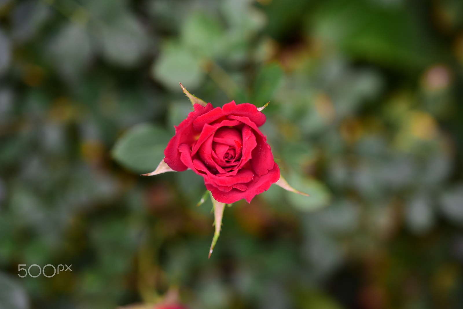 Nikon D810 sample photo. Red rose photography
